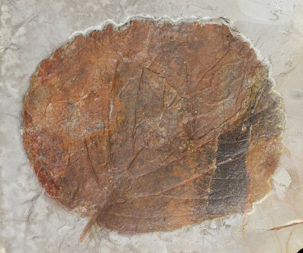 Two Paleocene Fossil Leaves (Davidia & Zizyphoides) - Montana #71522